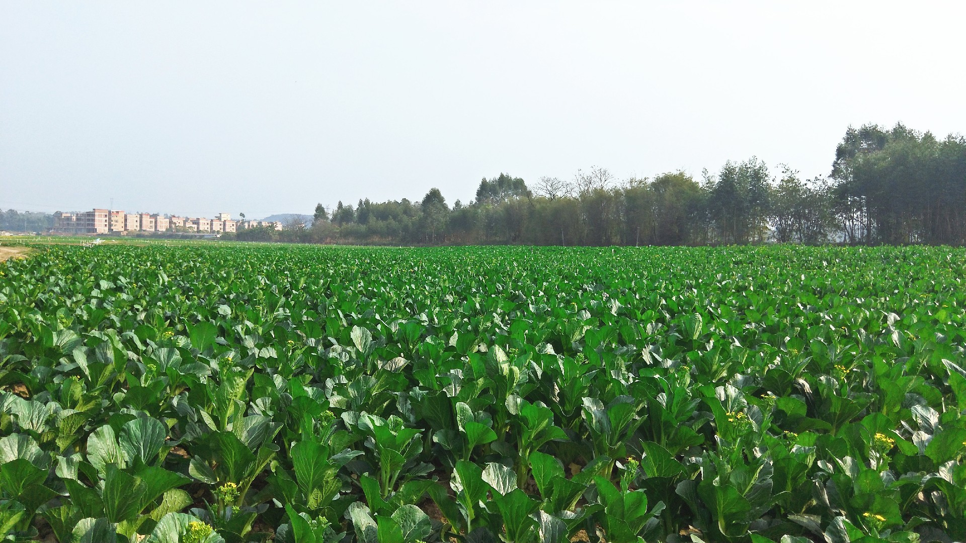 1595832358266570.jpg 微信图片_20191227110923.jpg